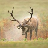 Shaking Stag