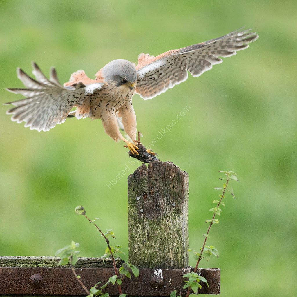 Kestrel With Mouse