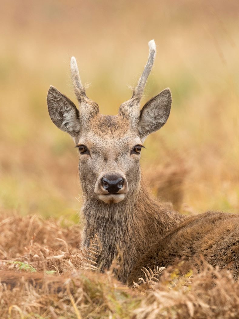 Red Deer Resting 2