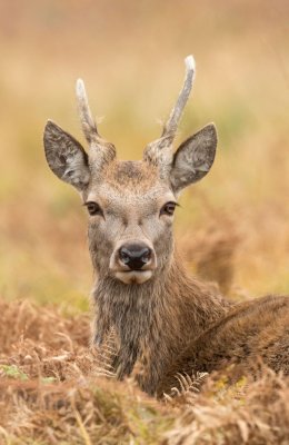 Red Deer Resting 2