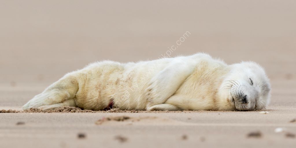 Seal Pup 2