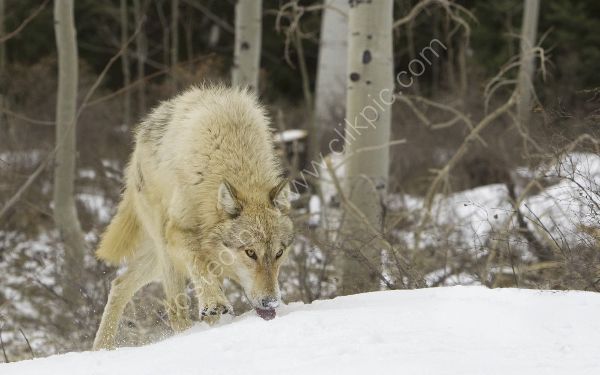 Grey Wolf