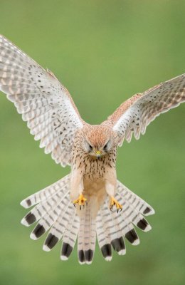 Landing Kestrel