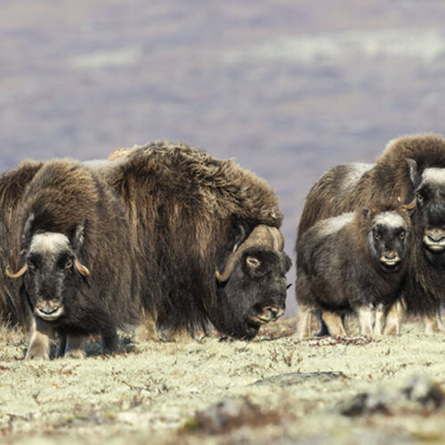 A Family of Musk Ox