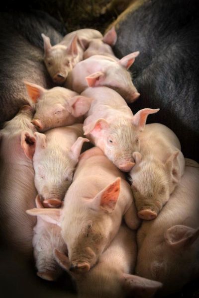 A Pile of Sleeping Pigs