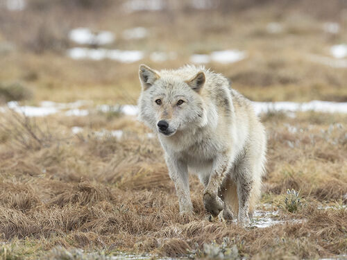 Approaching Wolf copy