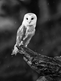Barn Owl in the rain