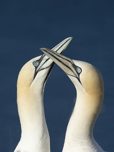 Beaking Gannets