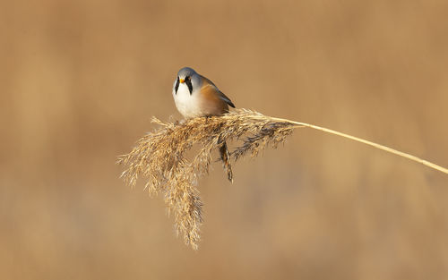 Bearded Reedling