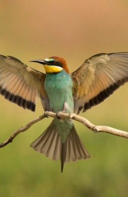 Bee Eater 11