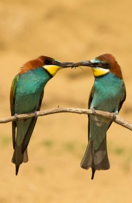 Bee Eaters and Bee