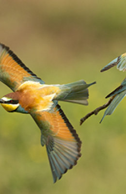 Two Bee Eaters