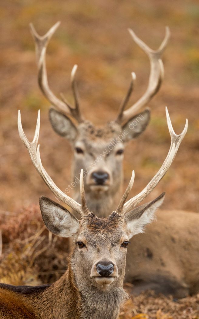 Between the Horns