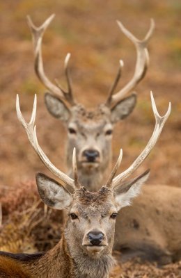 Between the Horns