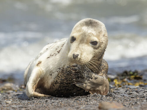 Bloody Flipper