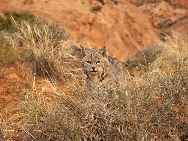 Bobcat Jumps