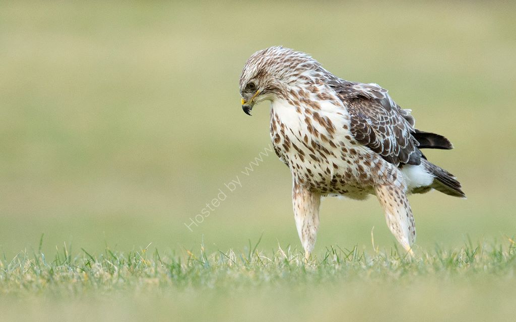 Commom Buzzard 11