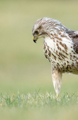 Bird of Prey