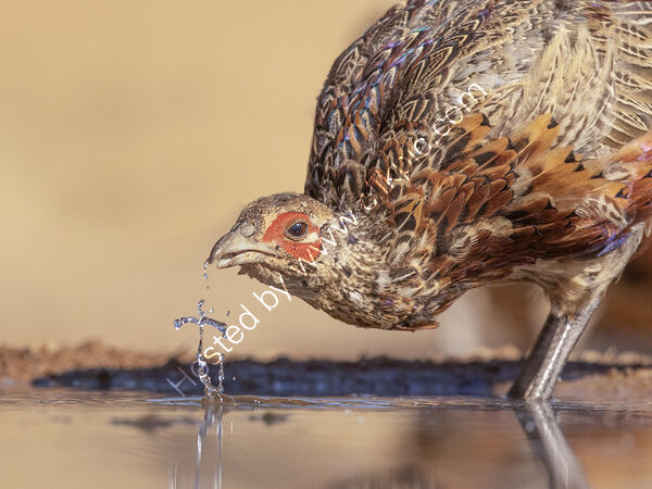Cross ofWater