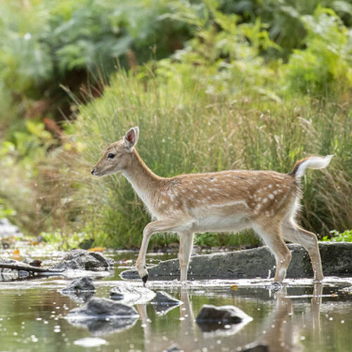 Crossing the Water