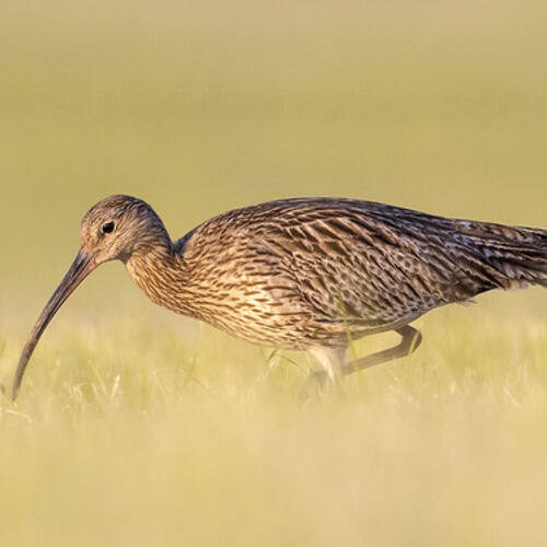 Curlew