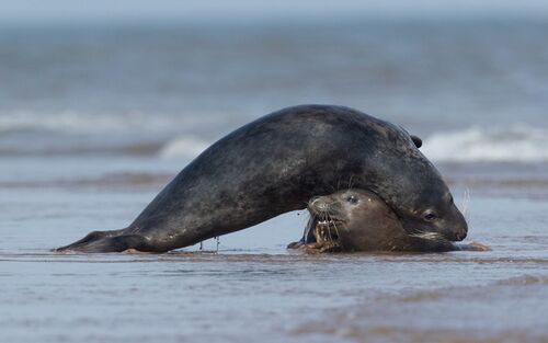 Curved Seals