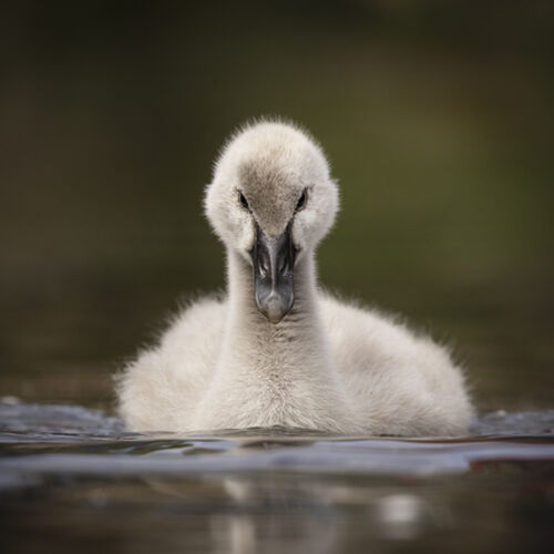 Cygnet