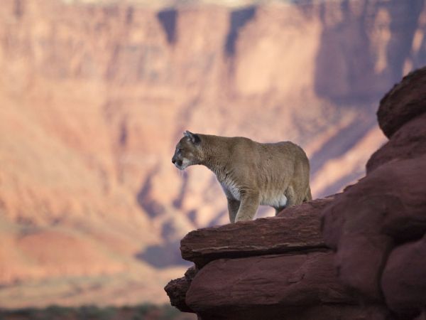 Dawn Mountain Lion