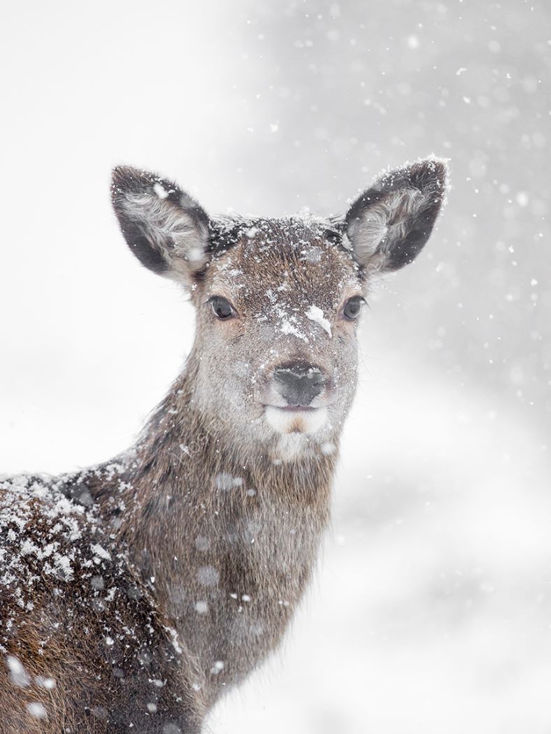 Deer in More Snow