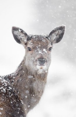 Deer in More Snow