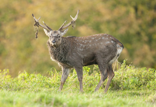 Sika in Sun