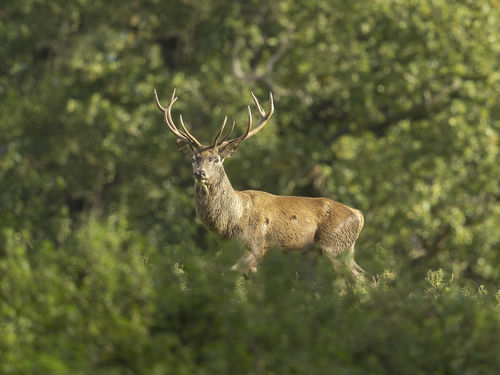 Deer 5