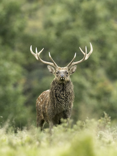 The Top Sika