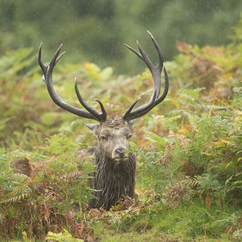 Defeated Stag in Rain