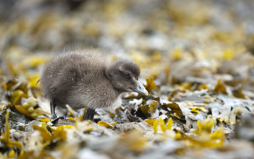 Eider Looking for Food