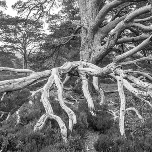 Fallen Tree
