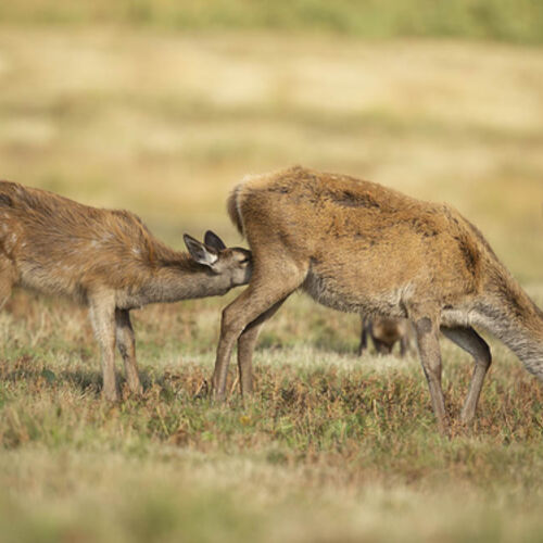 Feeding Fawn