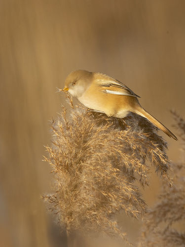 Female Bearded Reedling