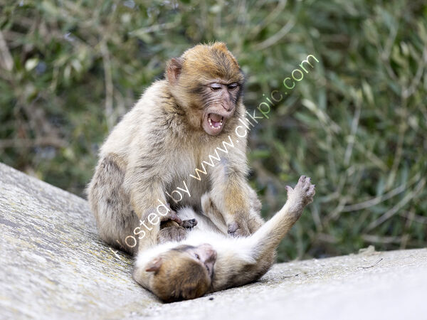 Fight 2