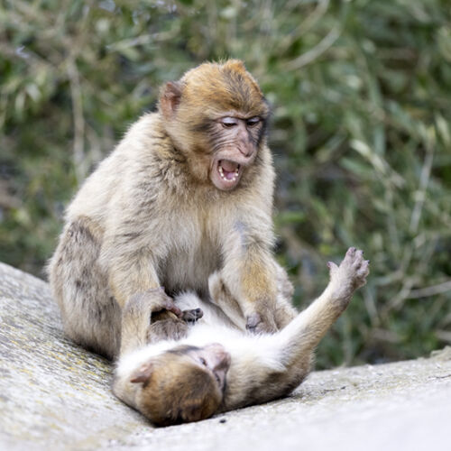 Fight 2