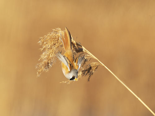 Flying Reedling