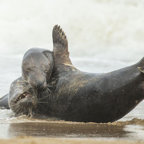 Fun in the Waves