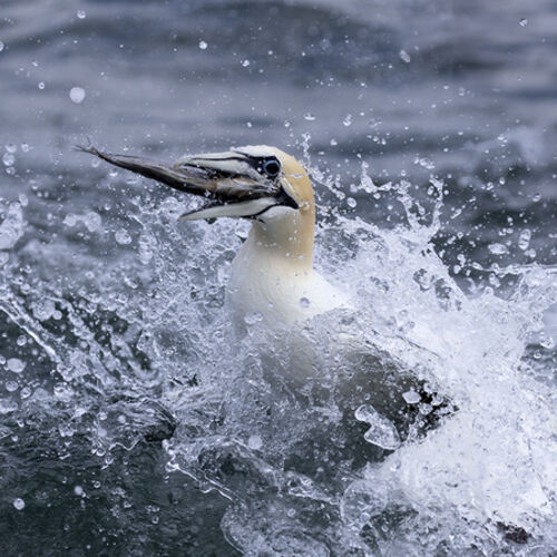 Gannet 3