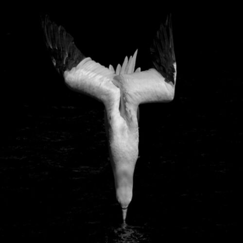 Diving Gannet