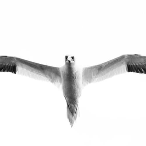 Gannet 8