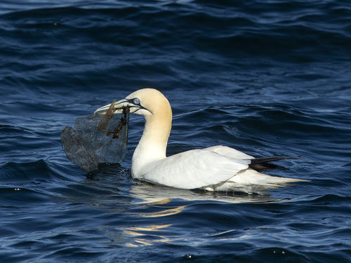 Gannet and Plastic