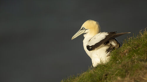 Bempton Cliffs and Ravenscar Beach