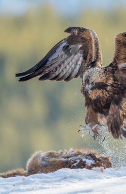 Golden Eagle on Fox