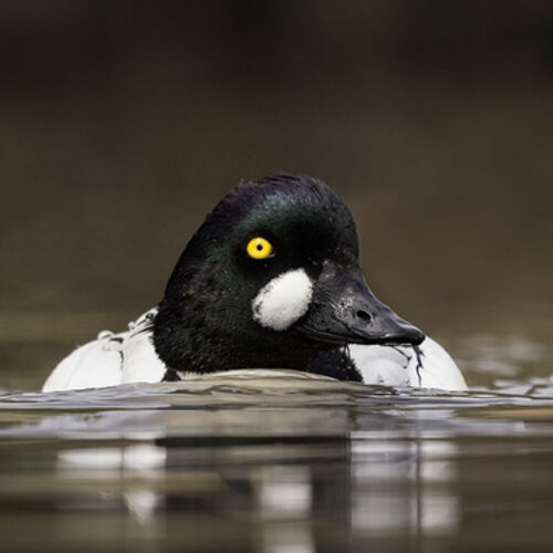 Goldeneye