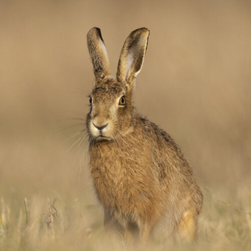Hare watching me
